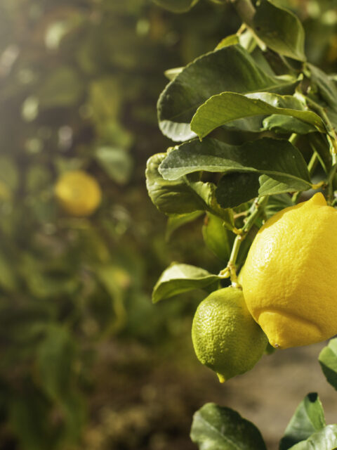 Bunch of fresh ripe lemons on a lemon tree branch in sunny garden.