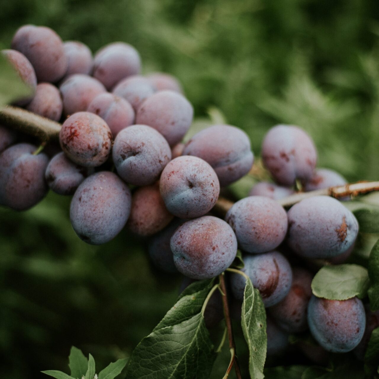 Closeup shot of plums on the branch with a blurred natural background