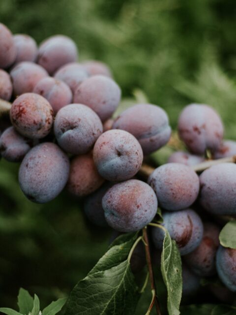 Closeup shot of plums on the branch with a blurred natural background