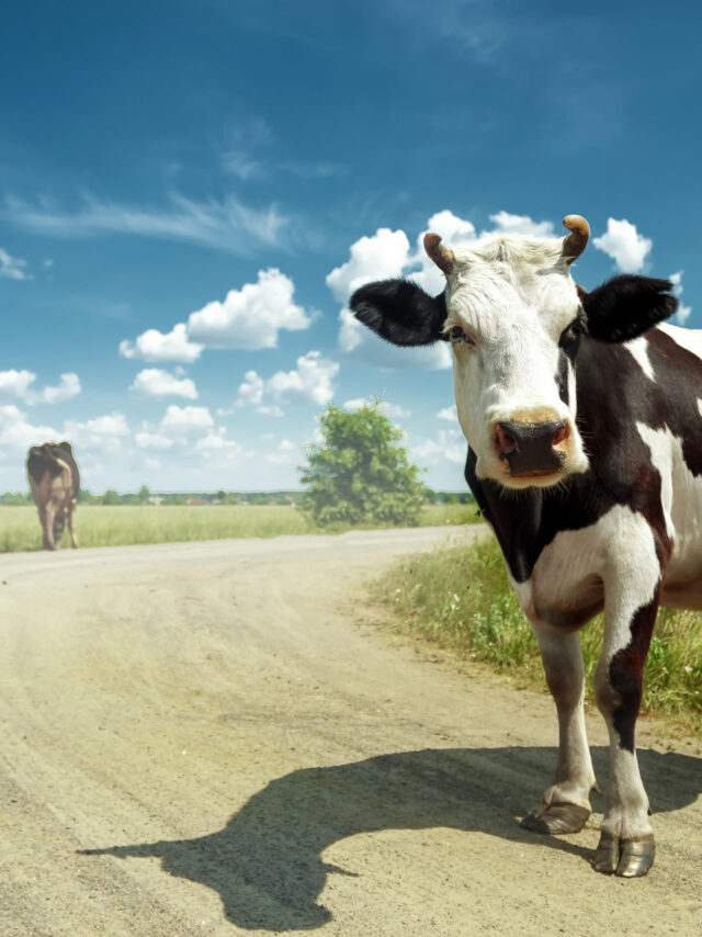 Spotted cow grazing on a beautiful green meadow against a blue sky. Livestock, farming.